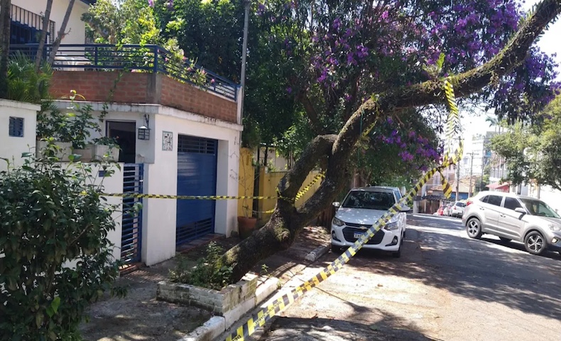 IBAMA publica Instrução Normativa que dispensa o uso do SINAFLOR para emissão das Autorizações de Corte de Árvores Isoladas – CAI